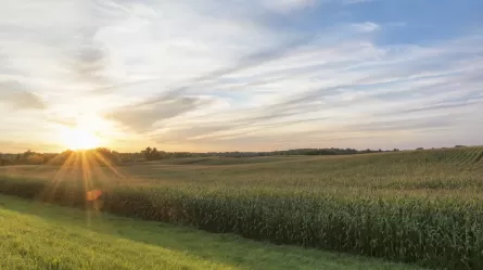 Minnesota cornfield at sunset