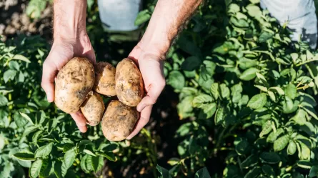 close up of person holding potatoes in field