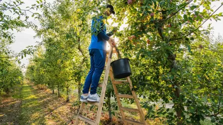 man picking apples in orchard