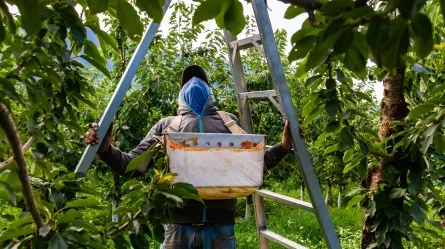 A farm worker preparing a ladder in cherry orchard