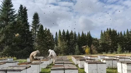 people in beekeeping suits working with beehives with evergreen trees in the background