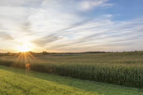 Minnesota cornfield at sunset