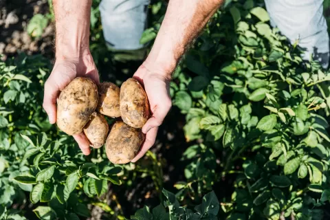 close up of person holding potatoes in field