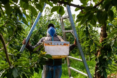 A farm worker preparing a ladder in cherry orchard