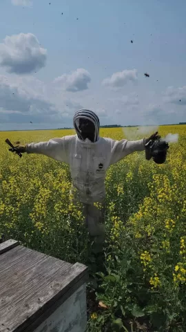 person in beekeepers suit working on beehive