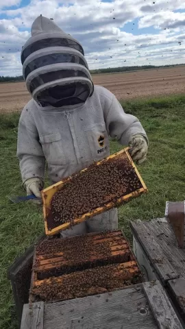 person in beekeepers suit working on beehive