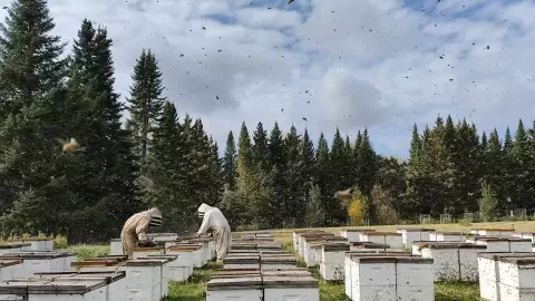people in beekeeping suits working with beehives with evergreen trees in the background